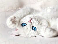 Niebieskie, Biały, Kot, Oczy