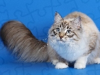 Niebieskie, Puszysty, Kot, Tło