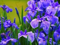 Kwiatki, Niebieskie, Irysy