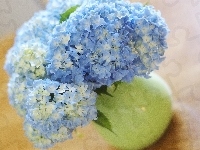 Kwiaty, Niebieskie, Hortensji
