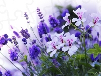 Niebieskie, Białe, Pelargonie, Kwiaty