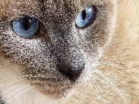 Niebieskie, Kot, Pyszczek, Oczy