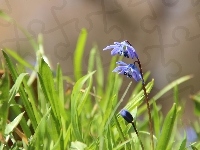 Niebieskie, Cebulice Syberyjskie, Kwiaty