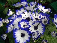 Biała, Niebiesko, Cyneraria