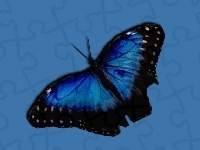 Czarny, Niebiesko, Motyl