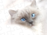 Niebieskooki, Kot ragdoll