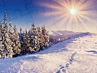 Niebo, Słońce, Choinki, Śnieg