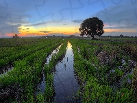 Bagno, Niebo, Drzewo, Słońca, Zachód