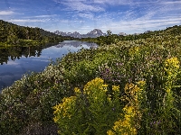 Łąka, Stany Zjednoczone, Rzeka, Góry, Mount Moran, Park Narodowy Grand Teton, Kwiaty, Rośliny, Wyoming, Snake River, Niebo