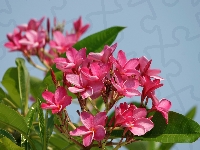 Niebo, Plumeria, Różowa