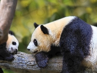Niedźwiadki, Panda