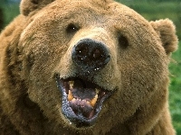 Niedźwiedź, brunatny