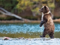 Grizzly, Niedźwiedź, Rzeka