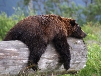 Grizzly, Niedźwiedź, Sen