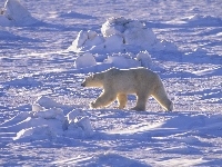 Niedźwiedź Polarny