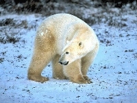 Polarny, Niedźwiedź, Futro