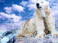 Polarny, Niedźwiedź, Lód