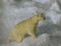 Polarny, Niedźwiedź, Lód
