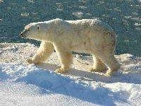 Polarny, Niedzwiedz, Śnieg