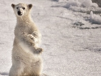 Polarny, Niedźwiedź, Śnieg