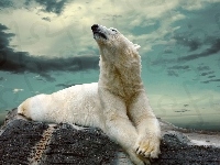 Polarny, Niedźwiedź, Skała