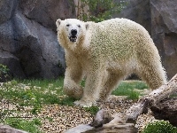 Polarny, Niedźwiedź, Skały
