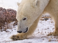 Polarny, Niedźwiedź, Zima