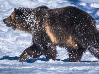 Niedźwiedź brunatny, Śnieg