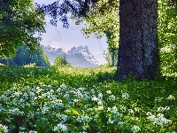 Czosnek niedźwiedzi, Drzewo, Góry, Wiosna