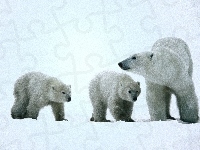 białe, Niedźwiedzie, śnieg