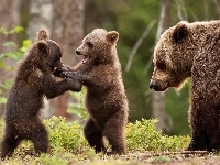 Niedźwiedzie, Brunatne