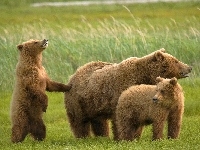 Grizzly, Niedźwiedzie, Rodzinka