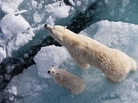 Niedźwiedzie, Lód
