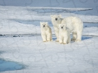 Polarne, Niedźwiedzie, Kra