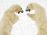 Polarne, Niedźwiedzie, Rozmowa