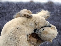 Polarne, Niedźwiedzie, Walka