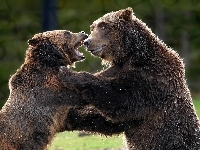 Niedźwiedzie, Walka