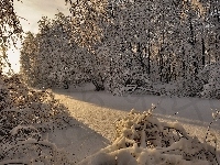 Śnieg, Drzewa, Słońca, Las, Krzewy, Promienie