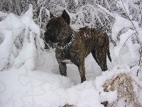 Śnieg, Perro de Presa Canario, Zima