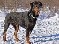 Obroża, Śnieg, Doberman