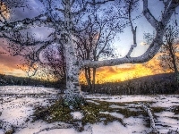 Drzewa, Śnieg, Gałęzie