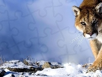 Kot, Śnieg, Puma