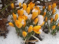 Kwiaty, Śnieg, Krokusy