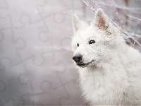Mordka, Śnieg, Pies, Biały owczarek szwajcarski, Gałązki
