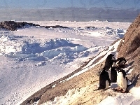 Pingwiny, Śnieg, Góry