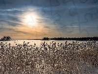 Śnieg, Wschód słońca, Rośliny, Zima, Pola, Uschnięte