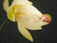 Niemowlę, Kwiatek, Anne Geddes