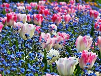 Tulipany, Wiosna, Ogród, Niezapominajki