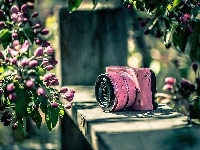 Nikon, Kwiaty, Aparat, Fotograficzny, Różowe