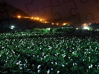 Góry, Kalie, Plantacja, Noc